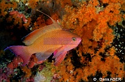 Pseudanthias squamipinnis male-Moga Island Pak Kasim-25m-20180530-Denis-ADER-DSC_2295_tn